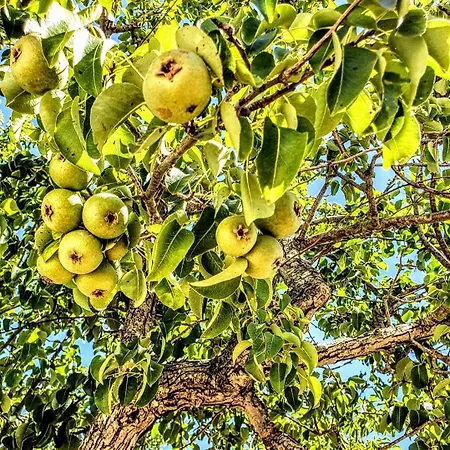 Apartman Casa Dei Frutti Di