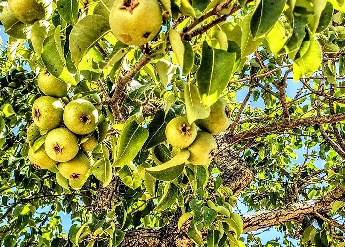 Apartamento Casa Dei Frutti Di